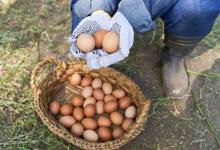 The Role of Poultry in Global Food Security