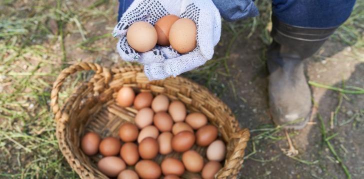 The Role of Poultry in Global Food Security