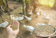 The Role of Poultry Protein in Sustainable Agriculture: Feeding the Future