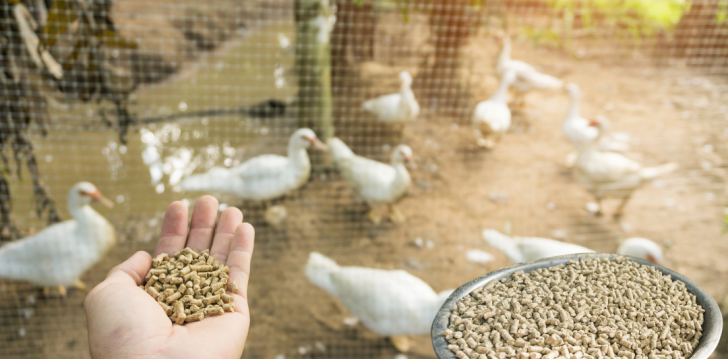 The Role of Poultry Protein in Sustainable Agriculture: Feeding the Future